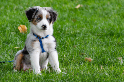 jak wychować szczeniaka